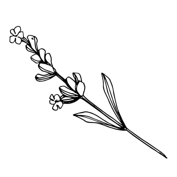 라벤더 꽃 모양의 식물성 꽃입니다. 흑백으로 새긴 잉크 예술 작품이죠. 격지된 라벤더 삽화 요소. — 스톡 벡터