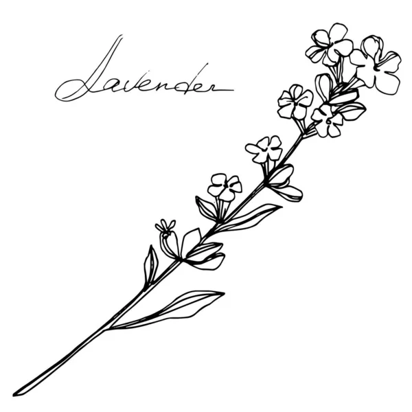 Vector Lavanda flores botánicas florales. Tinta grabada en blanco y negro. Elemento de ilustración de lavanda aislada . — Vector de stock