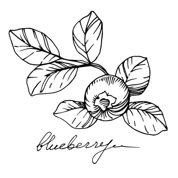 Vector Blueberry comida saludable. Tinta grabada en blanco y negro. Elemento de ilustración de bayas aisladas . — Vector de stock