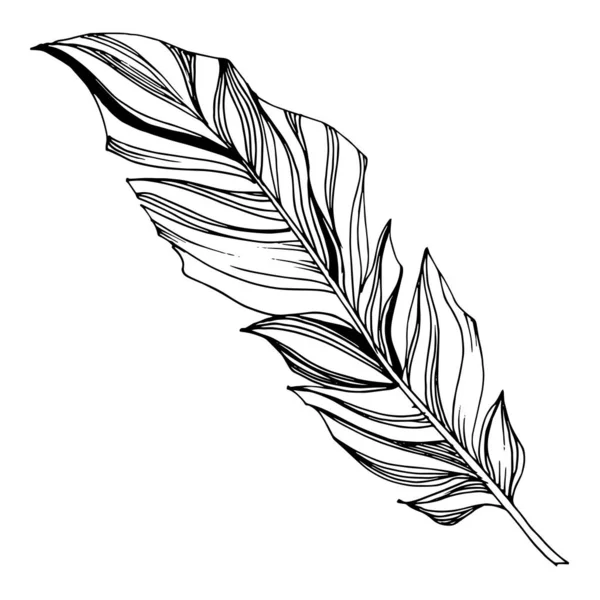 Pluma de ave vectorial del ala aislada. Tinta grabada en blanco y negro. Elemento ilustrativo plumas aisladas. — Archivo Imágenes Vectoriales