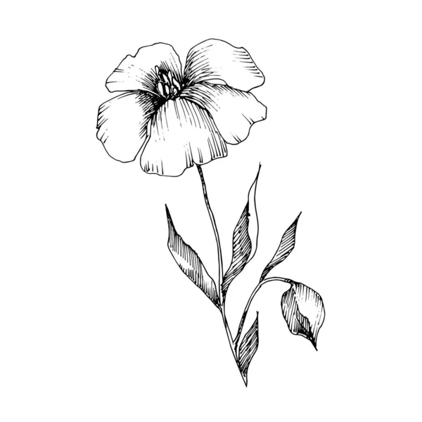 Vector Flax flores botánicas florales. Tinta grabada en blanco y negro. Elemento aislado de ilustración de lino . — Vector de stock