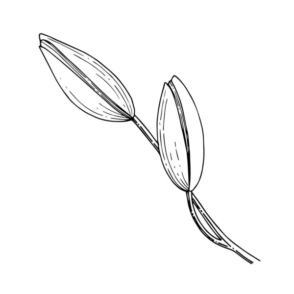 Φυτικό βοτανικό λουλούδι Vector Lily. Μαύρο και άσπρο χαραγμένο μελάνι τέχνης. Μεμονωμένο στοιχείο απεικόνισης του Λίλιου. — Διανυσματικό Αρχείο