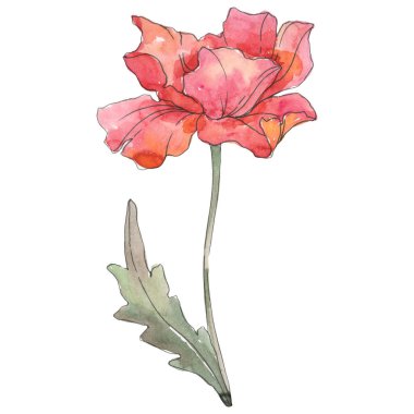 Kırmızı haşhaş çiçek botanik çiçek. Suluboya arka plan illüstrasyon seti. İzole haşhaş illüstrasyon elemanı.