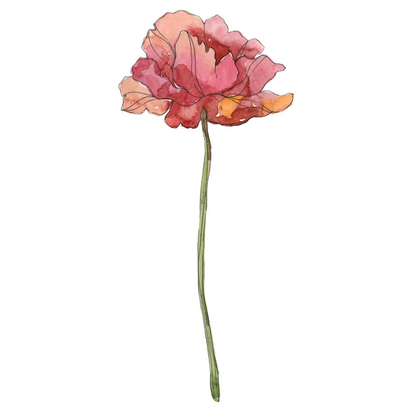 Flor botânica floral de papoula vermelha. Conjunto de ilustração de fundo aquarela. Isolado elemento ilustração da papoula . — Fotografia de Stock