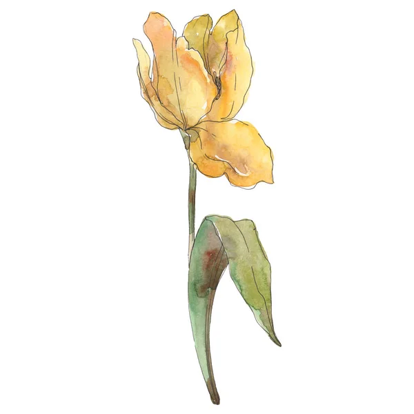 Tulipano fiore botanico floreale. Acquerello sfondo illustrazione set. Elemento di illustrazione tulipano isolato . — Foto Stock