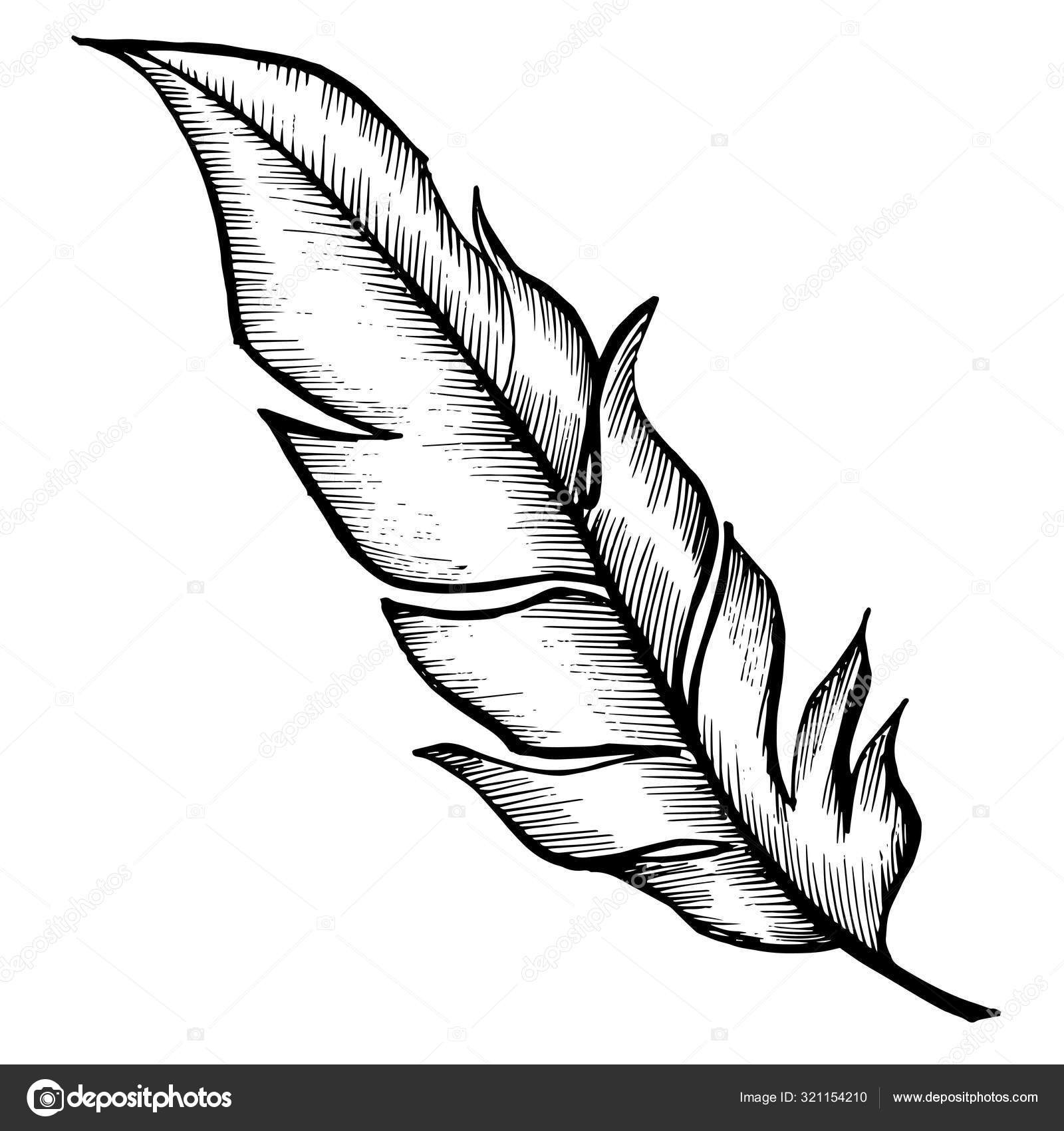Imagen gratis: Textura de las plumas blancas en el ala del ave