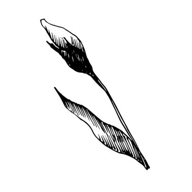 Vektör Keten çiçek botanik çiçekler. Siyah ve beyaz oyulmuş mürekkep sanatı. İzole keten illüstrasyon elemanı.