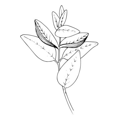 Vektör bitki bahçesi bitkisi. Siyah beyaz işlemeli mürekkep sanatı. İzole edilmiş bitkisel çizim elementi.