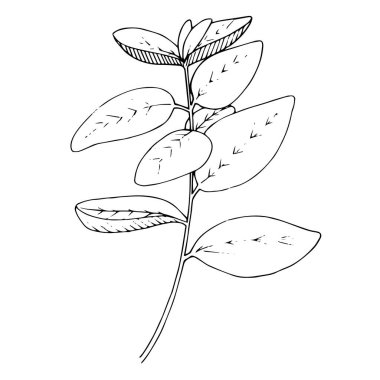 Vektör bitki bahçesi bitkisi. Siyah beyaz işlemeli mürekkep sanatı. İzole edilmiş bitkisel çizim elementi.