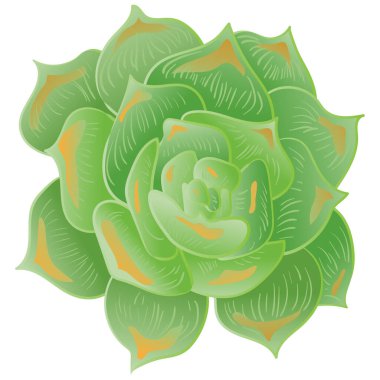 Vektör sulu botanik çiçek. Siyah ve beyaz mürekkep sanat kazınmış. İzole succulents illüstrasyon öğesi.