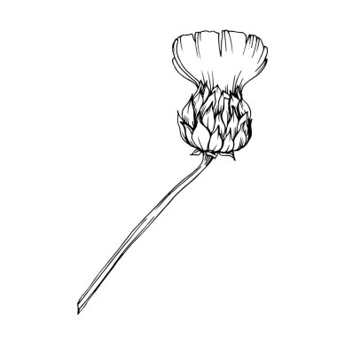 Vektör bitkisel çiçek yaprakları. Siyah beyaz işlemeli mürekkep sanatı. İzole edilmiş bitkisel çizim elementi.