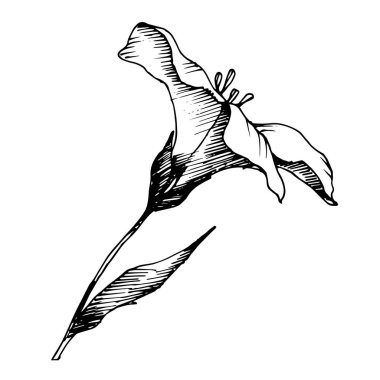 Vektör Keten çiçek botanik çiçekler. Siyah ve beyaz oyulmuş mürekkep sanatı. İzole keten illüstrasyon elemanı.