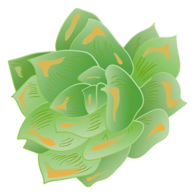 Vektör sulu botanik çiçek. Siyah ve beyaz mürekkep sanat kazınmış. İzole succulents illüstrasyon öğesi.