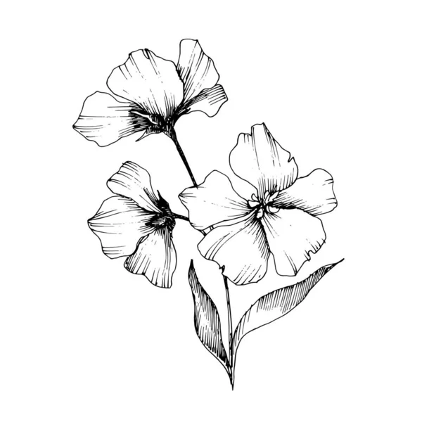 Vector Flax flores botânicas florais. Tinta gravada a preto e branco. Elemento de ilustração isolado do linho . — Vetor de Stock