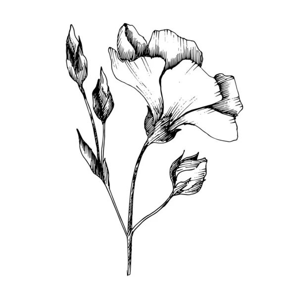 Vector Flax flores botânicas florais. Tinta gravada a preto e branco. Elemento de ilustração isolado do linho . — Vetor de Stock