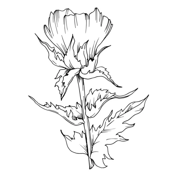 ベクトルハーブの花の葉。黒と白の刻まインクアート。分離されたハーブイラスト要素. — ストックベクタ