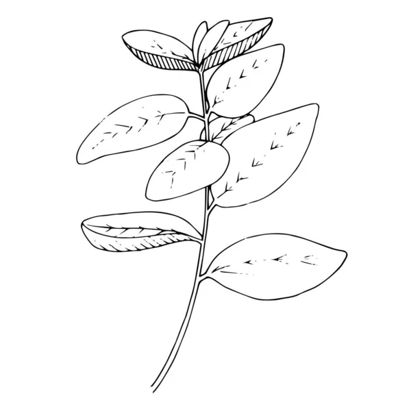 ベクトルハーブガーデン植物。黒と白の刻まインクアート。分離されたハーブイラスト要素. — ストックベクタ