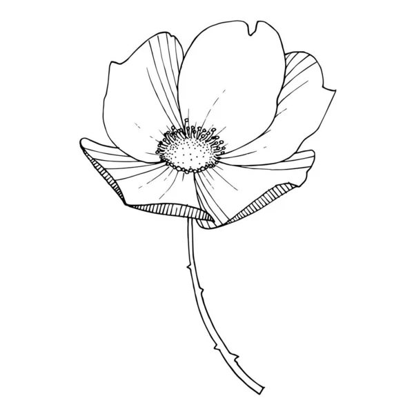 Rosa silvestre flor botánica floral. Tinta grabada en blanco y negro. Elemento ilustrativo rosa aislado . — Vector de stock