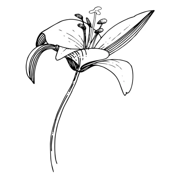 벡터 릴리가 꽃 모양으로 꽃을 피웁니다. 흑백으로 새긴 잉크 예술 작품이죠. 격지된 릴 륨 삽화 요소. — 스톡 벡터
