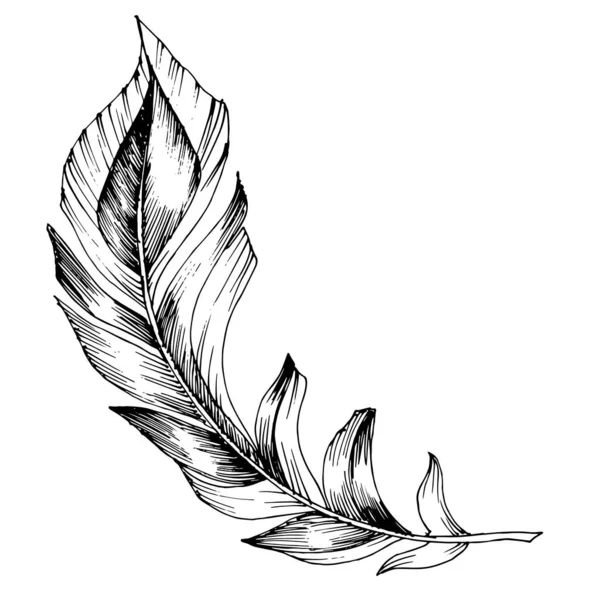 Vector Bird feather from wing isolated. Black and white engraved ink art. Isolated feathers illustration element. — Stock Vector