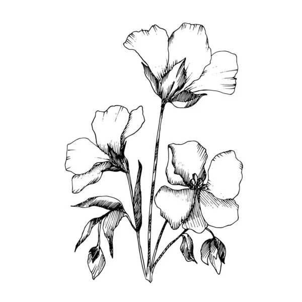 Διάνυσμα λινάρι floral βοτανική λουλούδια. Μαύρο και άσπρο χαραγμένο μελάνι τέχνης. Απομονωμένο στοιχείο απεικόνισης λίνου. — Διανυσματικό Αρχείο