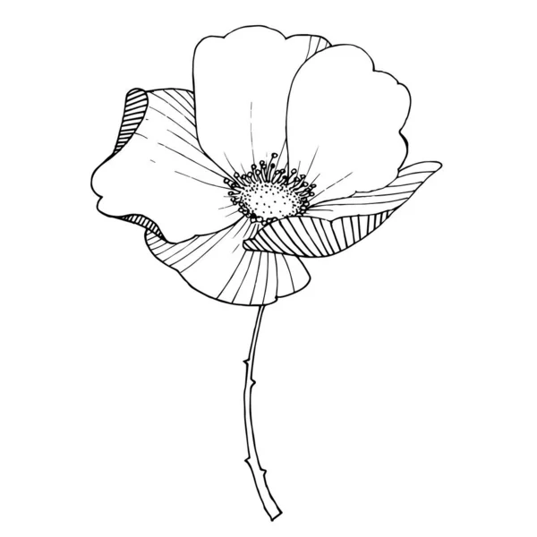 Botanische Blume der Wildrose. Schwarz-weiß gestochene Tuschekunst. isoliertes rosa Illustrationselement. — Stockvektor