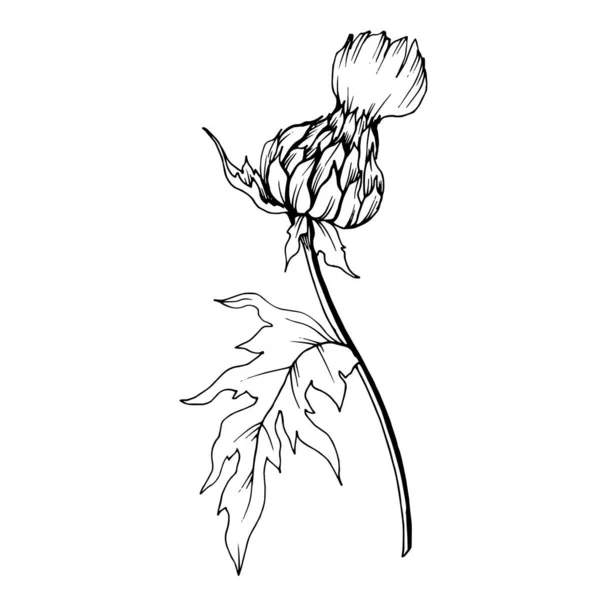 Vector Herbal follaje floral. Tinta grabada en blanco y negro. Elemento aislado de ilustración a base de hierbas . — Vector de stock