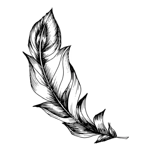 Pena de pássaro vetorial de asa isolada. Tinta gravada a preto e branco. Penas isoladas elemento ilustrativo. —  Vetores de Stock
