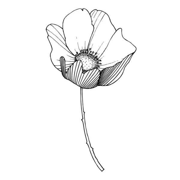 Rosa silvestre flor botánica floral. Tinta grabada en blanco y negro. Elemento ilustrativo rosa aislado . — Archivo Imágenes Vectoriales