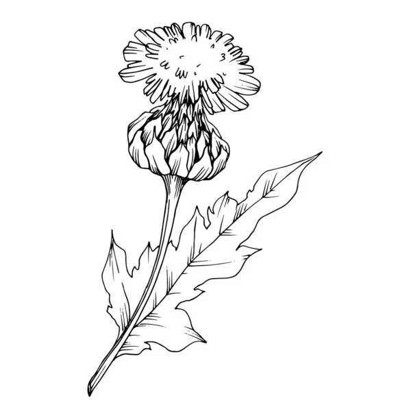 Vector Herbal folhagem floral. Tinta gravada a preto e branco. Elemento isolado de ilustração à base de plantas . — Vetor de Stock