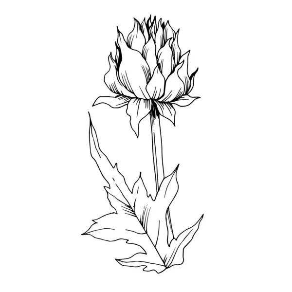 Vector Herbal follaje floral. Tinta grabada en blanco y negro. Elemento aislado de ilustración a base de hierbas . — Vector de stock