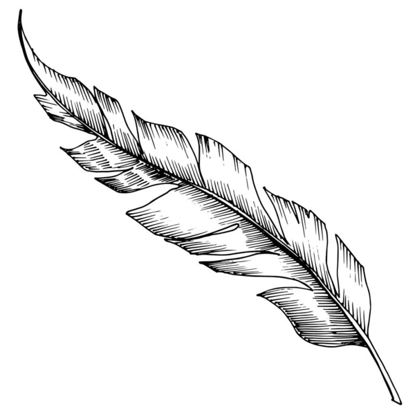 날개가 분리되어 있는 반사기 새의 깃털. 흑색과 흰색의 잉크 예술. 독특 한 깃털 삽화 요소. — 스톡 벡터
