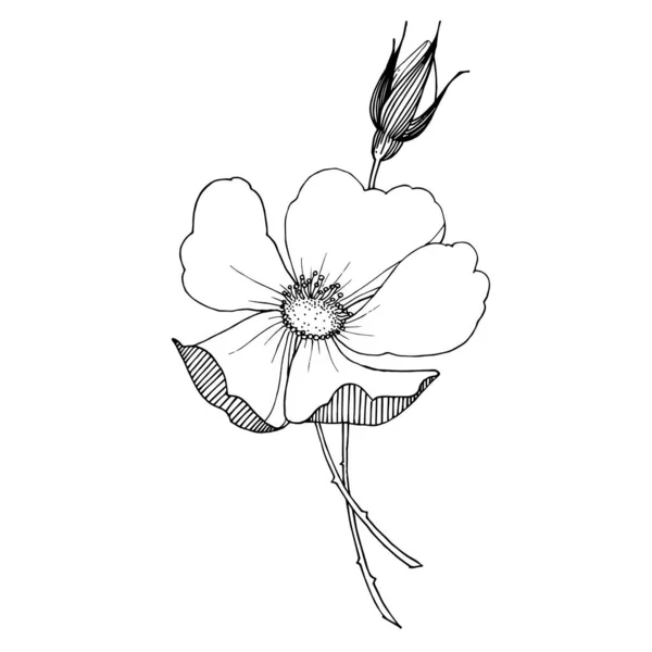 Rosa silvestre flor botánica floral. Tinta grabada en blanco y negro. Elemento ilustrativo rosa aislado . — Archivo Imágenes Vectoriales