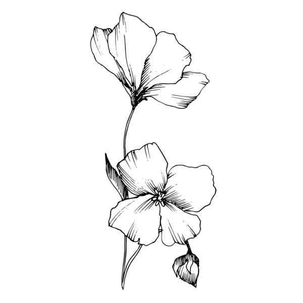 Vector Flax flores botánicas florales. Tinta grabada en blanco y negro. Elemento aislado de ilustración de lino . — Vector de stock