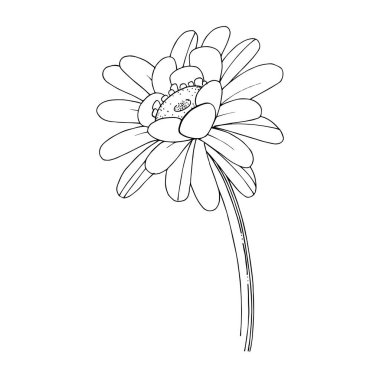Vektör Gerbera çiçekli botanik çiçeği. Siyah beyaz işlemeli mürekkep sanatı. İzole edilmiş Gerbera illüstrasyon ögesi.