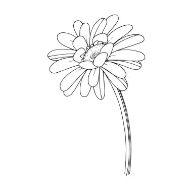 Vektör Gerbera çiçekli botanik çiçeği. Siyah beyaz işlemeli mürekkep sanatı. İzole edilmiş Gerbera illüstrasyon ögesi.