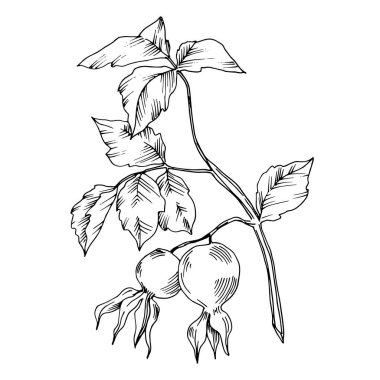 Meyve bitkisel yapraklı gül kalçası dalı. Siyah beyaz işlemeli mürekkep sanatı. İzole edilmiş gül gemisi illüstrasyon ögesi.