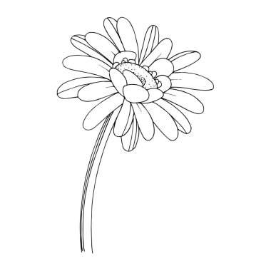 Vektör Gerbera çiçekli botanik çiçeği. Siyah beyaz işlemeli mürekkep sanatı. İzole edilmiş Gerbera illüstrasyon ögesi.