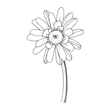 Vektör Gerbera çiçekli botanik çiçeği. Siyah beyaz işlemeli mürekkep sanatı. İzole edilmiş Gerbera illüstrasyon ögesi.