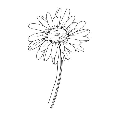 Vektör Gerbera çiçekli botanik çiçeği. Siyah beyaz işlemeli mürekkep sanatı. İzole edilmiş Gerbera illüstrasyon ögesi.