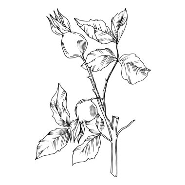 Meyve bitkisel yapraklı gül kalçası dalı. Siyah beyaz işlemeli mürekkep sanatı. İzole edilmiş gül gemisi illüstrasyon ögesi.