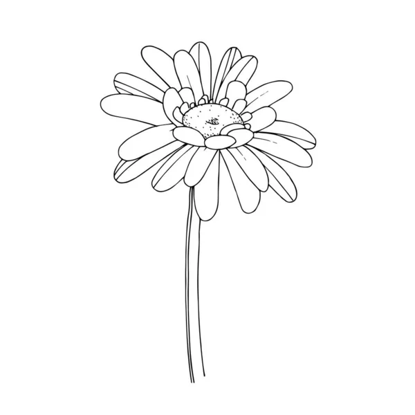 Vektor gerbera blommig botanisk blomma. Svart och vit graverad bläckkonst. Isolerat illustrationselement av gerbera. — Stock vektor