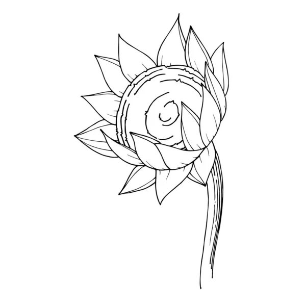 Vector girasol flor botánica floral. Tinta grabada en blanco y negro. Elemento de ilustración de girasoles aislados . — Vector de stock