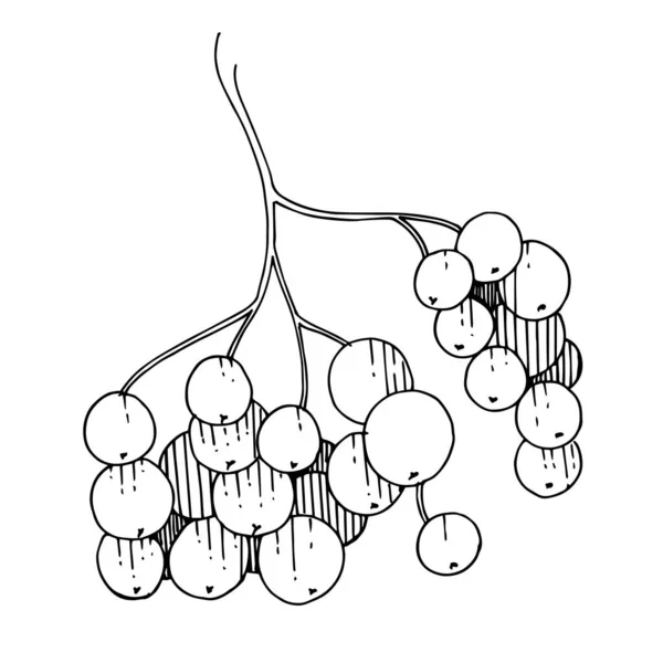 Vector Sorbus rama con bayas. Tinta grabada en blanco y negro. Elemento aislado de ilustración de rowan . — Archivo Imágenes Vectoriales