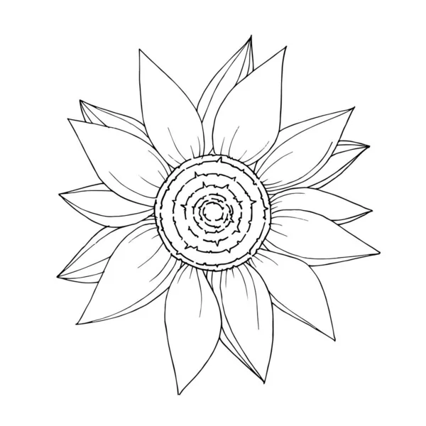 Vector Sunflower floral botanical flower. Black and white engraved ink art. Isolated sunflowers illustration element.