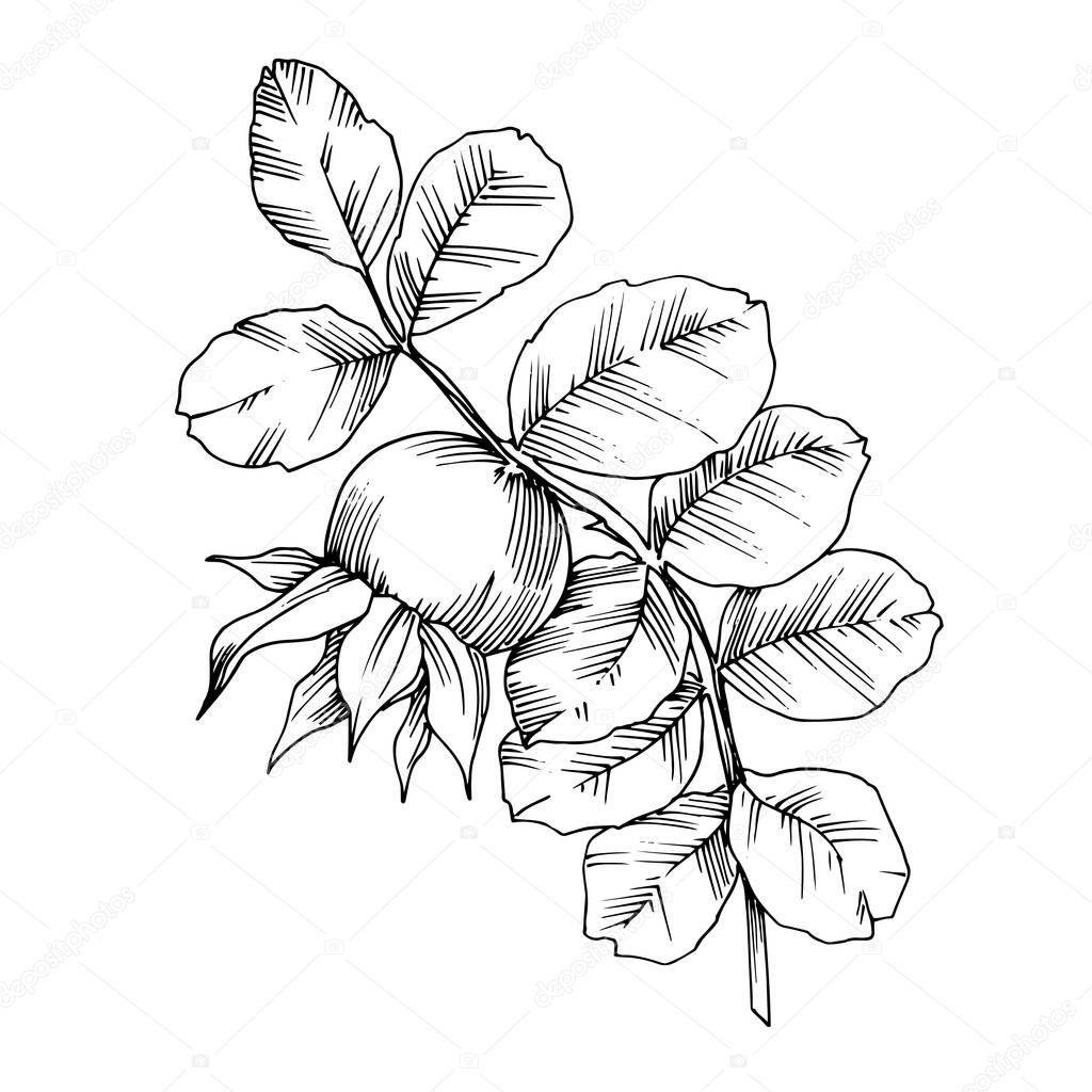 Rose hip branch with fruit botanical foliage. Black and white engraved ink art. Isolated rosehip illustration element.