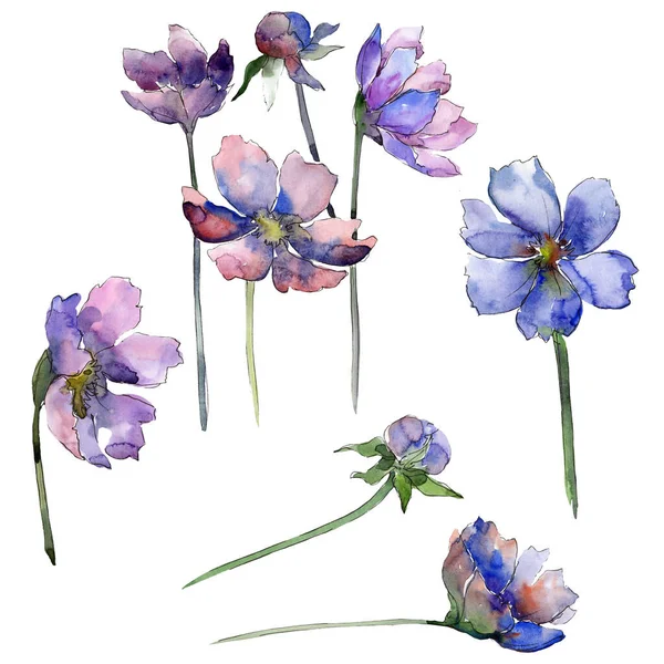 Fiore di cosmo viola fiore botanico floreale. Set sfondo acquerello. Elemento di illustrazione fiori isolati . — Foto Stock