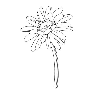 Vektör Gerbera çiçekli botanik çiçeği. Siyah beyaz işlemeli mürekkep sanatı. İzole edilmiş Gerbera illüstrasyon ögesi.