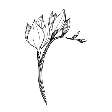Vektör Freesia çiçekli botanik çiçeği. Siyah beyaz işlemeli mürekkep sanatı. İzole edilmiş frezya illüstrasyon ögesi.