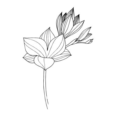 Vektör Freesia çiçekli botanik çiçeği. Siyah beyaz işlemeli mürekkep sanatı. İzole edilmiş frezya illüstrasyon ögesi.